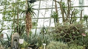 Image result for Eulophia dactylifera