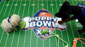 Stream puppy bowl free with your tv subscription! Puppy Bowl 2021 Date Start Time Tv Channel How To Stream The Canine Competition Sporting News