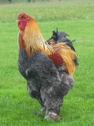 Gold Blue Partridge Brahma Pet Chickens