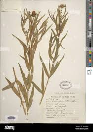 Image result for Pascalia glauca