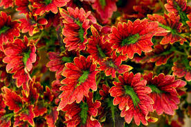 Image result for Coleus rhodesianum