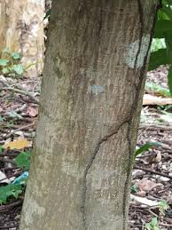 Image result for Lannea welwitschii