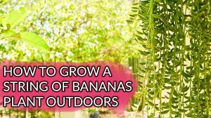 Walmart.com has been visited by 1m+ users in the past month How To Care For Grow A String Of Bananas Plant Outdoors Joy Us Garden Youtube