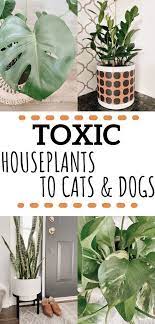 Unencrypted Connection Poisonous House Plants Common House Plants Safe House Plants