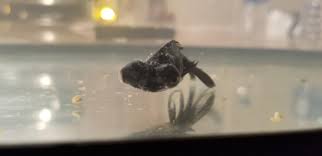 Currently, the state has around 100 black fungus patients and a separate ward has been made at sawai man singh (sms) hospital in. Sick Black Moor Please Help Goldfish