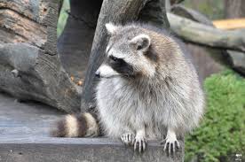 We did not find results for: Ù…Ø¹Ù„ÙˆÙ…Ø§Øª Ø¹Ù† Ø­ÙŠÙˆØ§Ù† Ø§Ù„Ø±Ø§ÙƒÙˆÙ† Ø¬ÙŠÙˆ Ø¹Ø±Ø¨ÙŠ