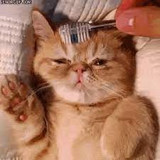 Using A Toothbrush To Clean A Cat S Forehead Cute Animals Cats Crazy Cats