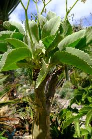 Image result for Cyphostemma lanigerum