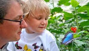 Garten der schmetterlinge schloss sayn, oder das märchen von 1001 schmetterling eingebettet im romantischen schlosspark von sayn mit seinen alten baumriesen, teichen und bächen, liegt der garten der schmetterlinge schloss sayn. Garten Der Schmetterlinge Schloss Sayn