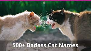 Felix the cat (the og of famous cat names). Best 500 Badass And Tough Cat Names For Male And Female Kitties