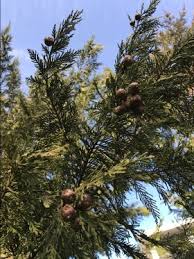 Fedex direct to your home · healthy, mature plants New Zealand And Australia Use Of Leyland Cypress For Lumber Chasingtrees