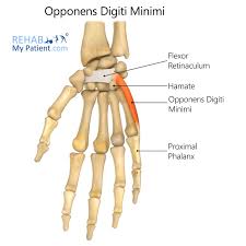 Maybe you would like to learn more about one of these? Opponens Digiti Minimi Hand Rehab My Patient