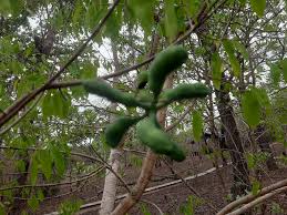 Image result for Xylopia gracilipes