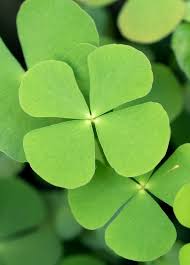 Image result for Marsilea nubica