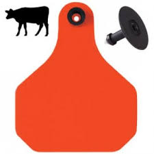 Having Easily Visible Ear Tags Is A Good Way To Keep Track Of Things Such As Estimated Due Dates For Pregnant Cattle Cattle Ranching Ear Tag Estimated Due Date