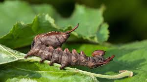 Diese Raupenarten sind bei uns heimisch