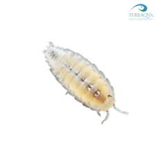 Image result for Isoberlinia tomentosa