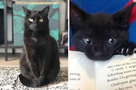 Black cat adoption rates have slightly improved over the years. 17 Reasons You Should Never Adopt A Black Cat