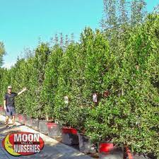 Dwarf, evergreen tree with an upright, compact habit. Carolina Cherry Care Guide Tree Care Moon Valley Nurseries