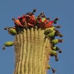 Old spanish trail, tucson, arizona the giant saguaro cactus, with its huge upright arms extending from a sturdy. Saguaro Cactus For Sale Phoenix Az Desert Foothills Gardens 480 488 9455