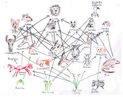 Modern feeds are produced by carefully selecting and blending animals in general require the same nutrients as humans. Lesson 4 Food Chains Mpalalive