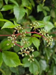 Image result for Parthenocissus quinquefolia