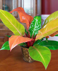 Bird Of Paradise Plant Leaves Curling Up Prince Of Orange Philodendron Orange Plant Plants Plant Goals