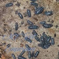 Armadillidium Maculatum Woodlice Zebra Pill Bug