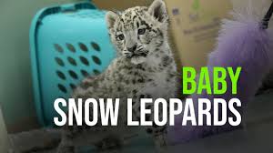 We even have a lesson plan you'll find stunning handmade felt rugs, hot pads, and pet products; Snow Leopard Zooborns