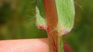 Image result for Polycarpaea eriantha