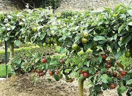 Planter Un Espalier Ou Une Palmette Chez Vous Ma Passion Du Verger