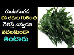 It is a magical oil for promoting hair regrowth. Eclipta Alba à°— à°Ÿà°—à°²à°—à°° Bhringaraj Gunta Galagara Aaku Uses In Telugu Gunta Gararaku Youtube Herbal Karma Diet