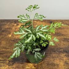 Image result for Pteris