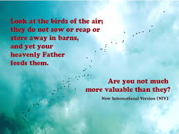Look At The Birds Of The Air Nlt Claim This Promise Matthew 6 26