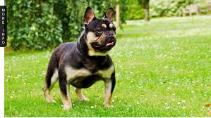 Black And Tan Merle Frenchie Heisenberg Black Tan Chocolate Tan Carrier French Bulldog Stud