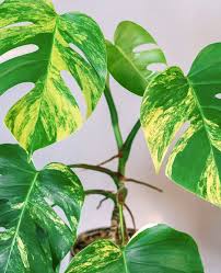 What does monstera deliciosa mean? Monstera Variegata Pflanzen Wunder