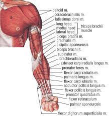 An overview of the muscles of the upper arm (biceps brachii, coracobrachialis, brachialis and triceps brachii) including clinically relevant anatomy. Pin On School Pta