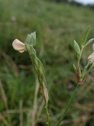 Image result for Zornia setosa