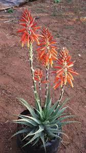 Aloe Sea Urchin A Charming Small Aloe Similar To Aloe Hedgehog That Flowers Later In The Season Sea Urchin Has Nea Aloe Plant Water Wise Plants Winter Plants