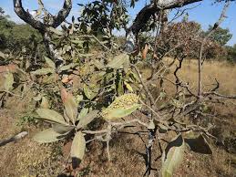 Image result for Faurea rochetiana