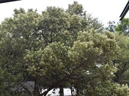 Image result for Nuxia congesta