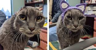 Navíc střepy přece přinášejí štěstí. Kocka V Utulku Prisla O Obe Usi A Tak Ji Pecovatelky Upletly Nove Evropa 2