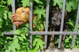 Ich werde versuchen, den nachbarn nochmal anzusprechen. Hund Bellt Standig Am Gartenzaun So Gewohnen Sie Es Ihm Ab