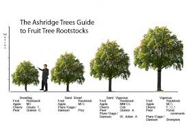Larger apple trees tend to take longer, sometimes five to seven years, before you see the fruit begin to develop. Rootstocks For Apple Pear Trees Uk Grown Ashridge Nurseries