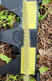 Image result for Cenchrus macrourus