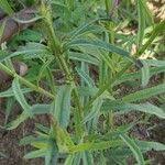 Image result for Striga hallaei