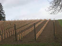 Grow tubes protect vines from animal damage. Using Grow Tubes In Vineyards Grapes