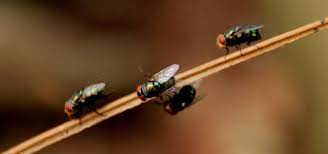 There are a ton of commercial products for this purpose, but many of them have harmful chemicals that many are a bit leary of using. 5 Effective Pest Control Methods