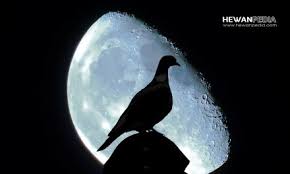 Mbah gazol cerean 8 months ago. Mitos Dan Fakta Burung Emprit Gantil Atau Wiwik Kelabu Atau Kedasih Hewanpedia