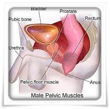 Guide To Kegel Exercises For Men Kegel Exercise For Men Kegel Exercise Kegel